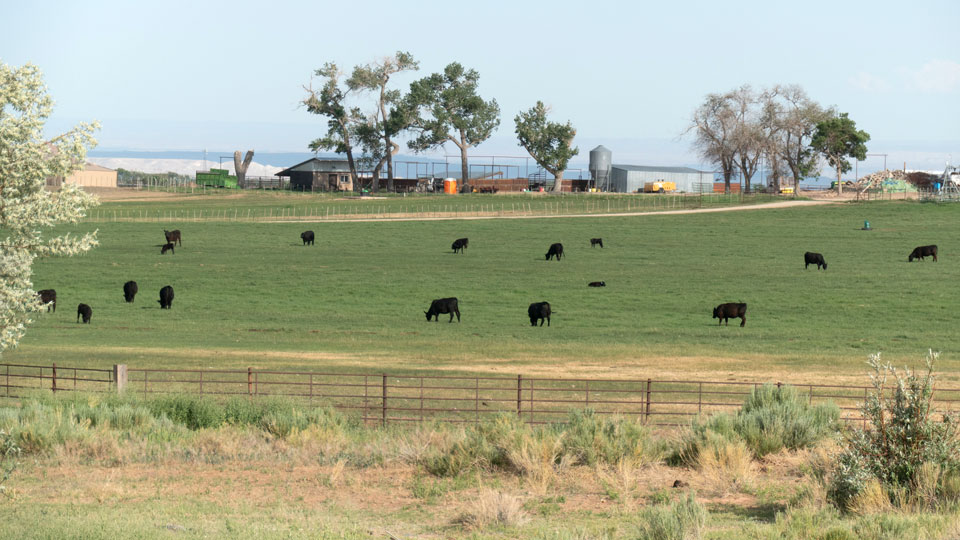 Black angus cattle grazing on green pastures with sheds and grain hopper in the background.