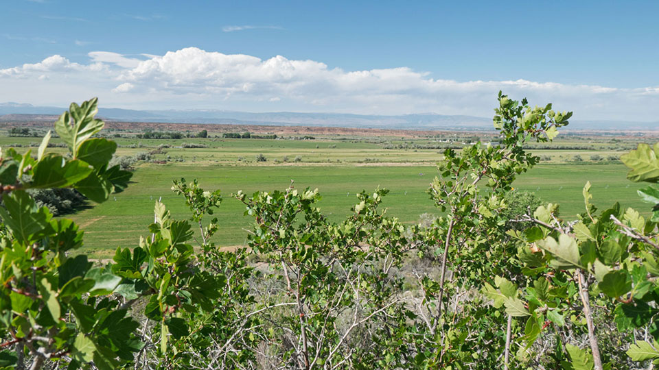 A green valley with desert buttes in the distance